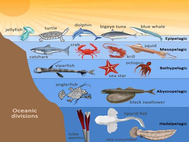深海生物分布图图片