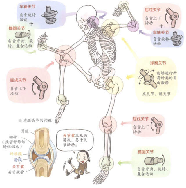 人体关节养护小知识