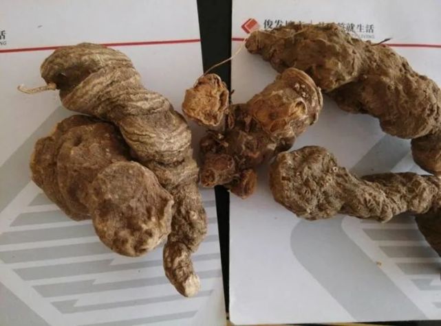 重楼的功效与作用(重楼的功效与作用的功能与主治与用量)