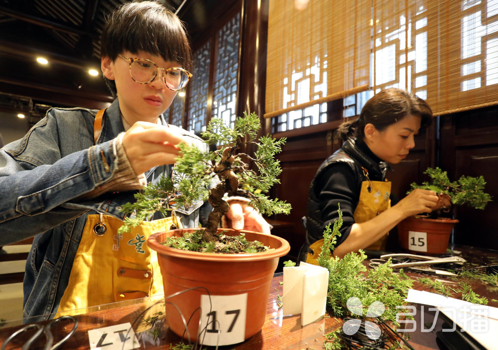 首届苏派盆景艺术培训班学员在苏州虎丘景区迎来大考