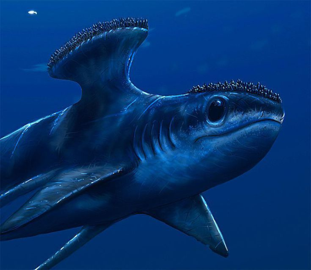 胸脊鲨的背鳍如同刨刀鲨鱼正是靠着矫健的身躯和不断进化的身体形态