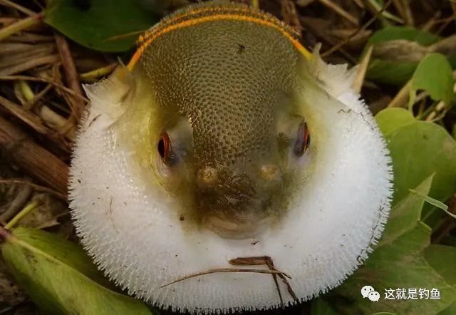 海鱼弓斑东方鲀