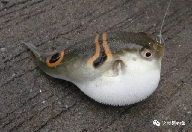 海鱼——弓斑东方鲀