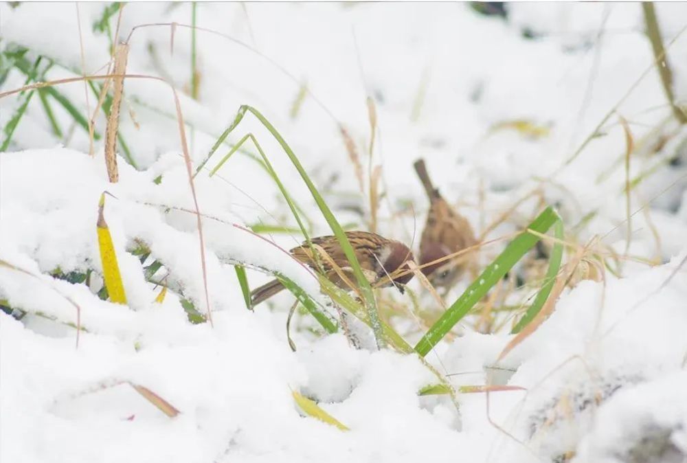 今日小雪小雪雪满天来年必丰年