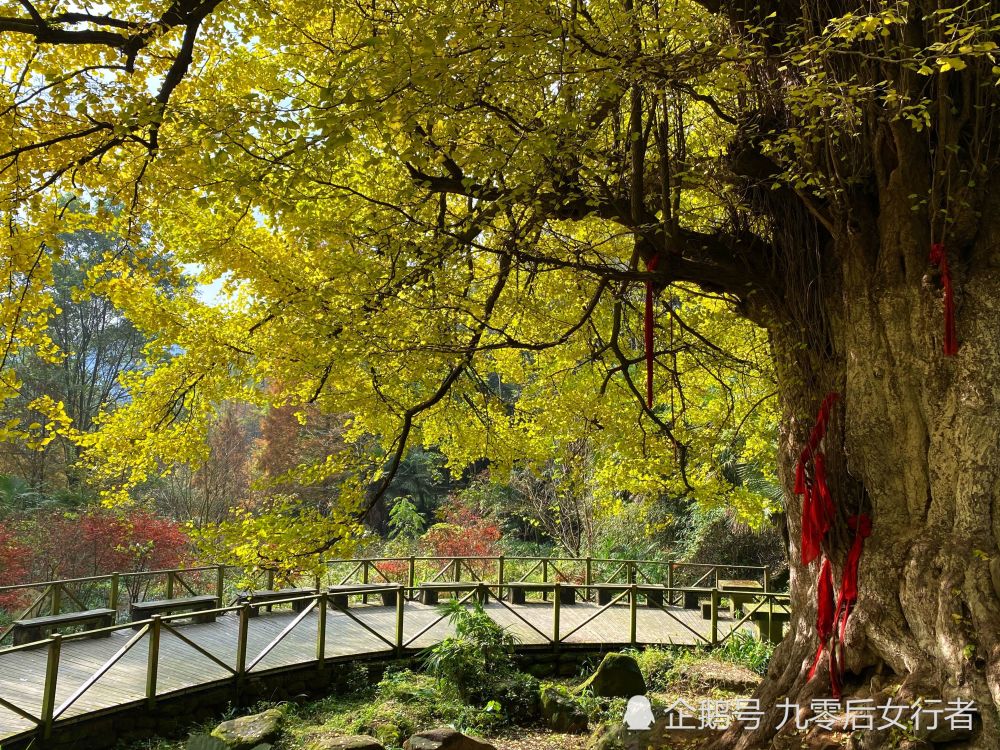 在成都彭州深山里有一棵1500年树龄的银杏王现已到最佳观赏期