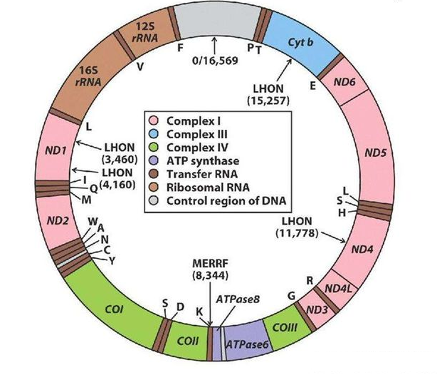 教学参考线粒体dnamtdna