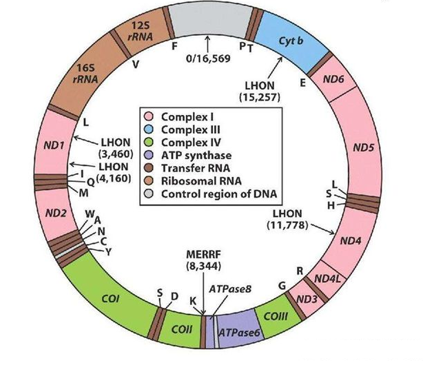 【教学参考】线粒体dna(mtdna)