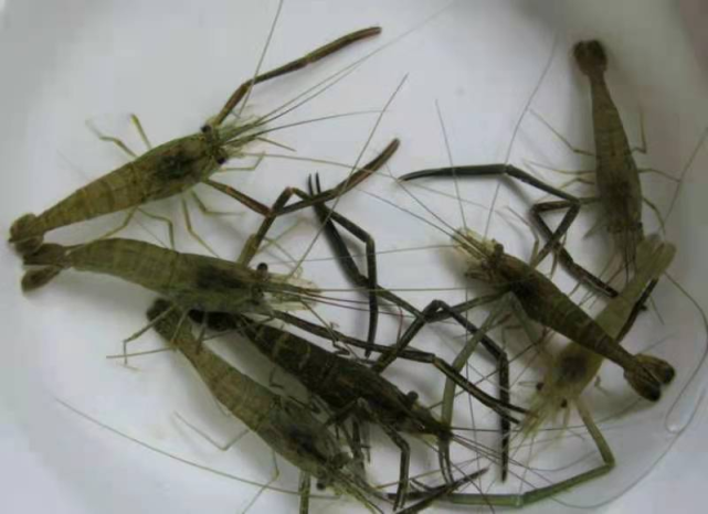 青虾又名河虾,是一种广泛分布于淡水水域的主要经济虾类,端午节前后为