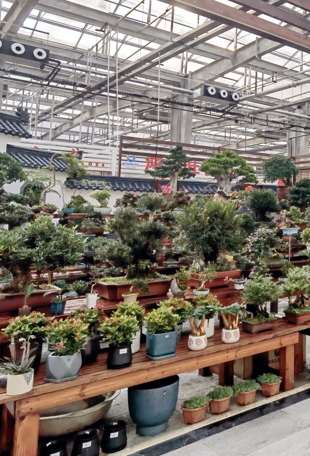 "百年花乡"曹庄花卉市场改造完成 11月26日试营业