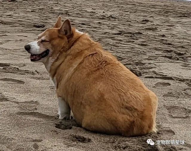 胖柯基遭网暴,于是每天发愤图强运动,终于……网友们疯狂点赞!