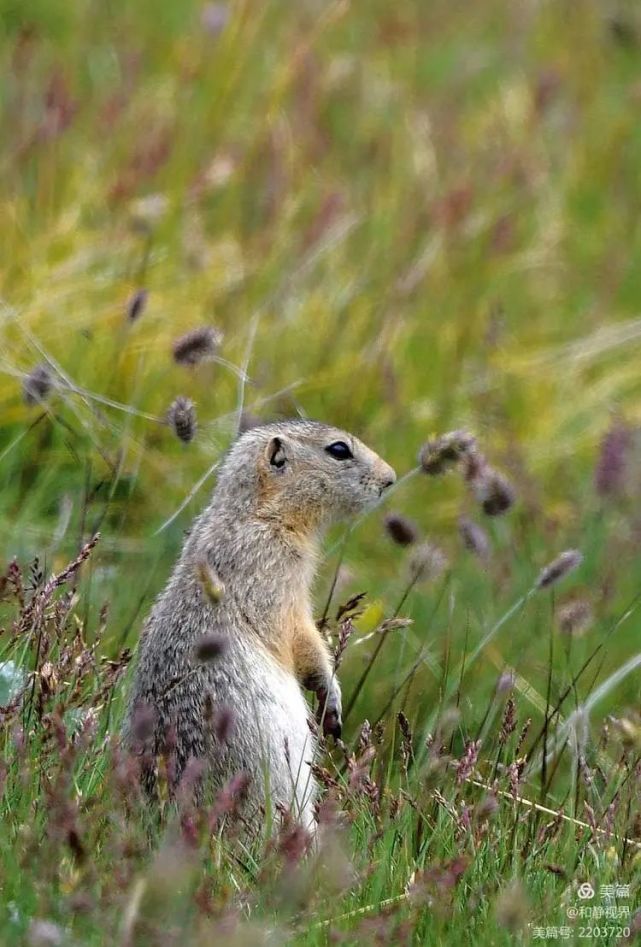 和静野生动物草原犬鼠