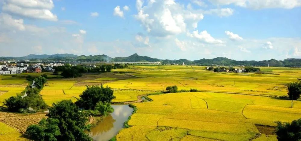 南宁宾阳古辣镇醉美稻田谱乡村振兴新篇