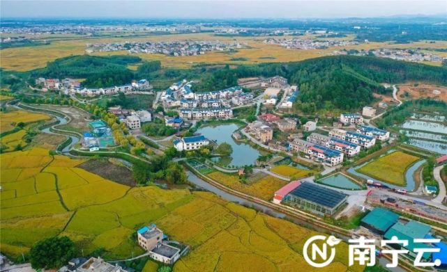 南宁宾阳古辣镇醉美稻田谱乡村振兴新篇