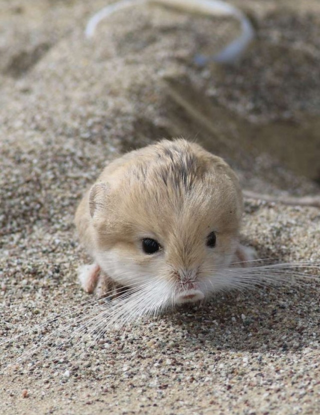 全世界最小的跳鼠