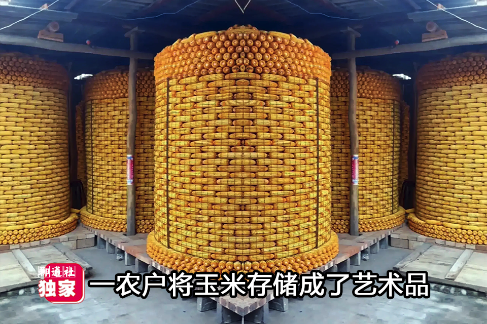 山东一农户把玉米堆成"艺术品",收粮食的都不忍破坏它的"美"