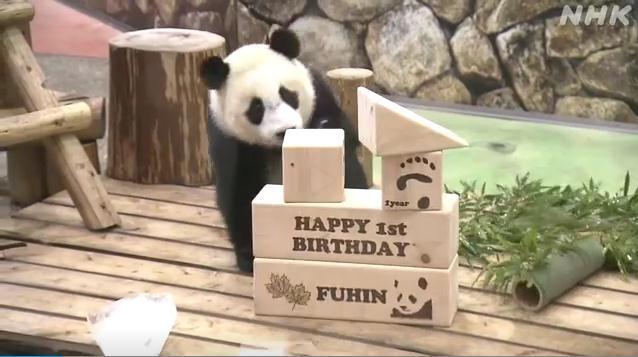 熊猫24小时礼物排行_凤凰资讯_资讯_凤凰网