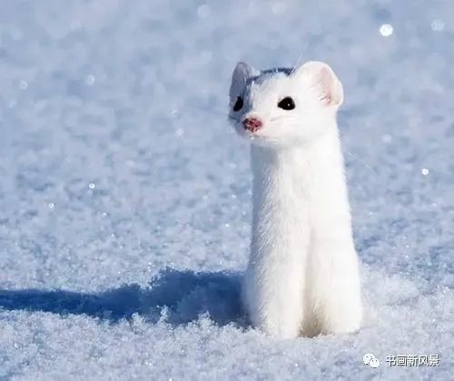 這組雪中的小動物,太可愛了!_騰訊新聞