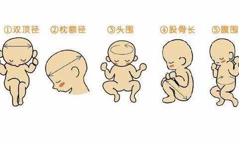 的指标,胎儿股骨长和肱骨长都是用于预测胎儿体质的主要的生物指标