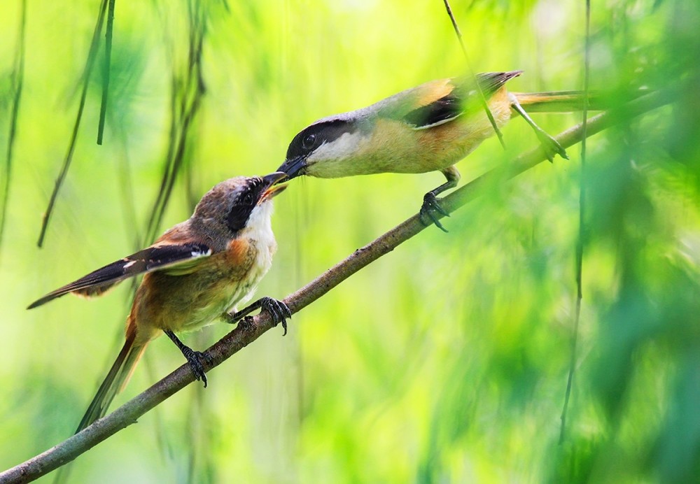 候鸟在四川鸟聚涪城灵动花影间