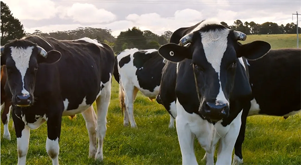 也反映出澳大利亚奶农在持续供应高质量的牛奶的同时,十分关注奶牛的