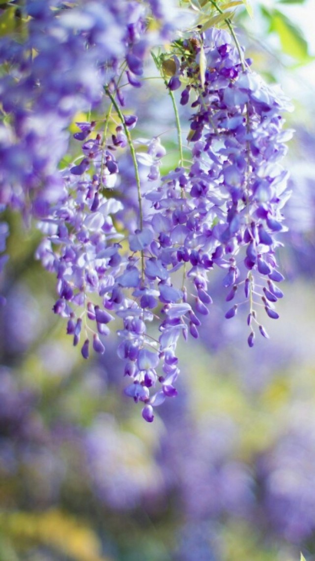 紫藤萝图片背景图片图片