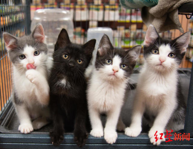 法国立法2024年起禁止宠物店展示出售猫狗宠物主人弃养将被严厉处罚