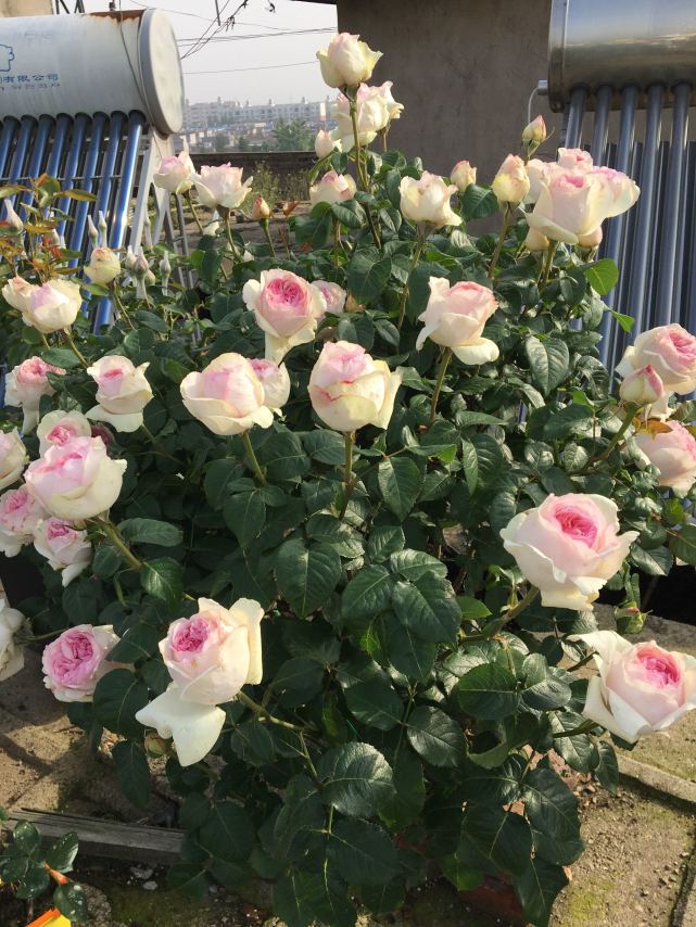 伊芙乙女心月季界的仙女又美又仙浓香四溢四季花开