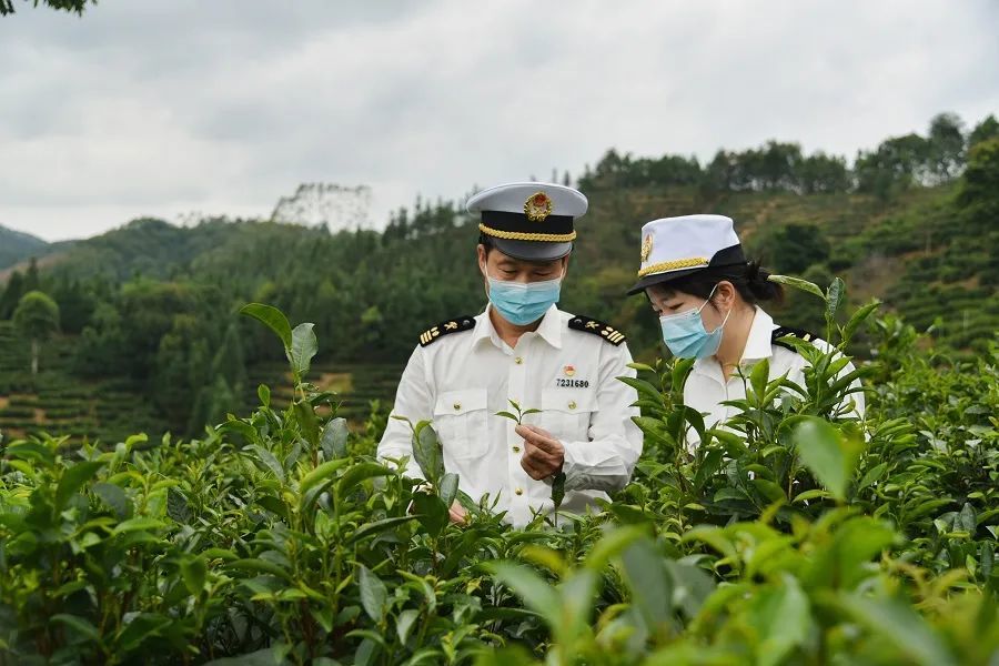 11月21日,广州白云机场海关关员彭斌(左,胡希红(右)在空港货站对一批