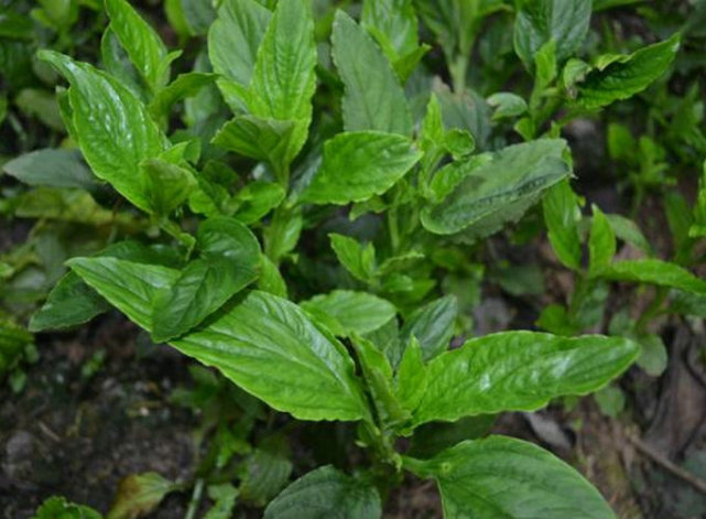 品种简介灵香草(拉丁学名:lysimachia foenum-graecum