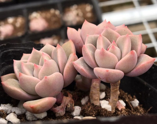 多肉植物红粉佳人养护指南:抓住4点要求,上色出状态易