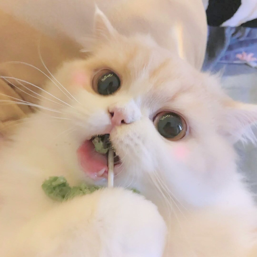 可爱喵喵头像不进后悔系列