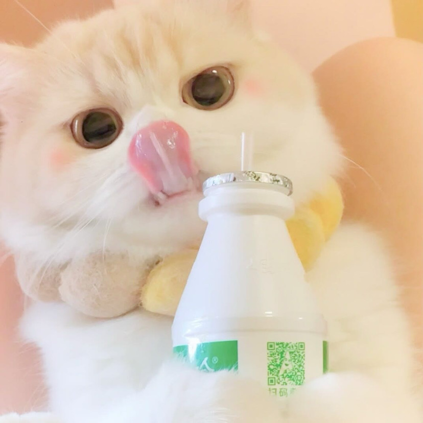 可爱喵喵头像不进后悔系列