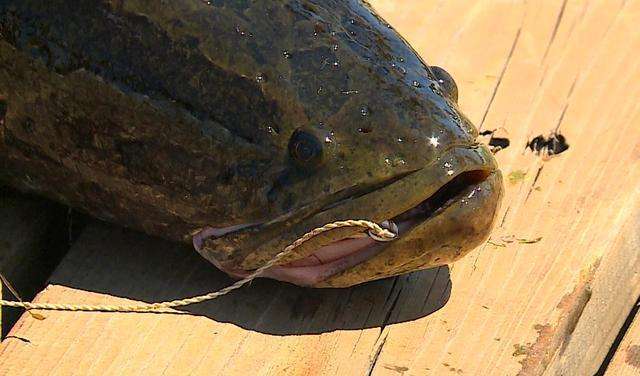 黑鱼到底能长多大?很多人非常好奇.