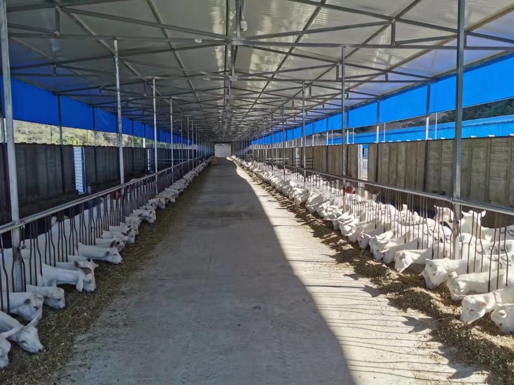 百余亩奶山羊养殖场一座,完成2万平米标准化奶山羊圈舍12栋及饲草库