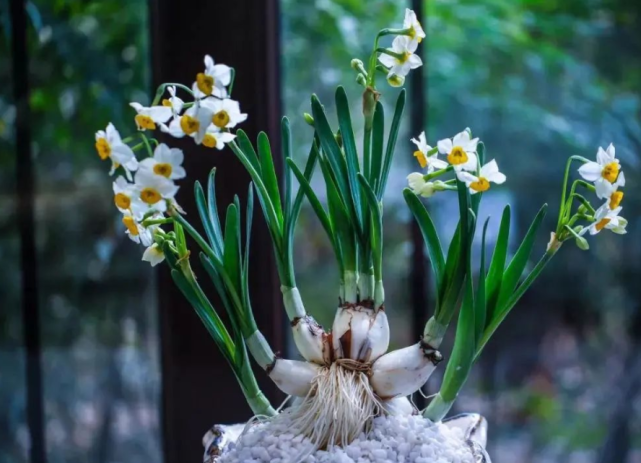 喜欢种球花,冬天就种植水仙,水培1到2个月能赏花