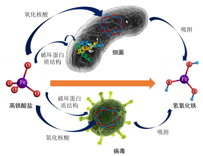 文章推薦胡洪營教授團隊高鐵酸鹽對微生物的滅活特性及影響因素