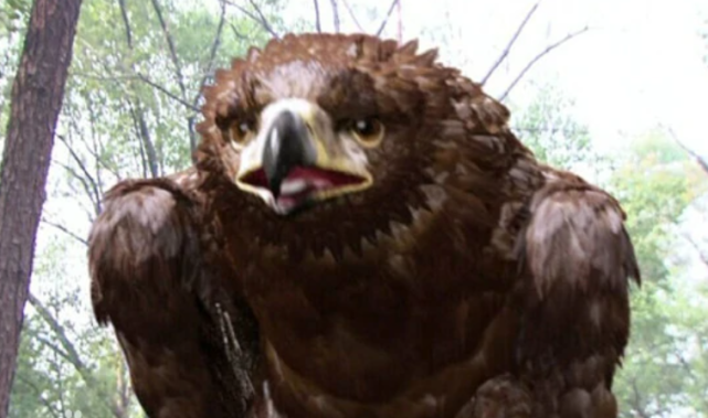 杨过没学独孤九剑,这剑法是风清扬自创的吗?令狐冲早已给出答案