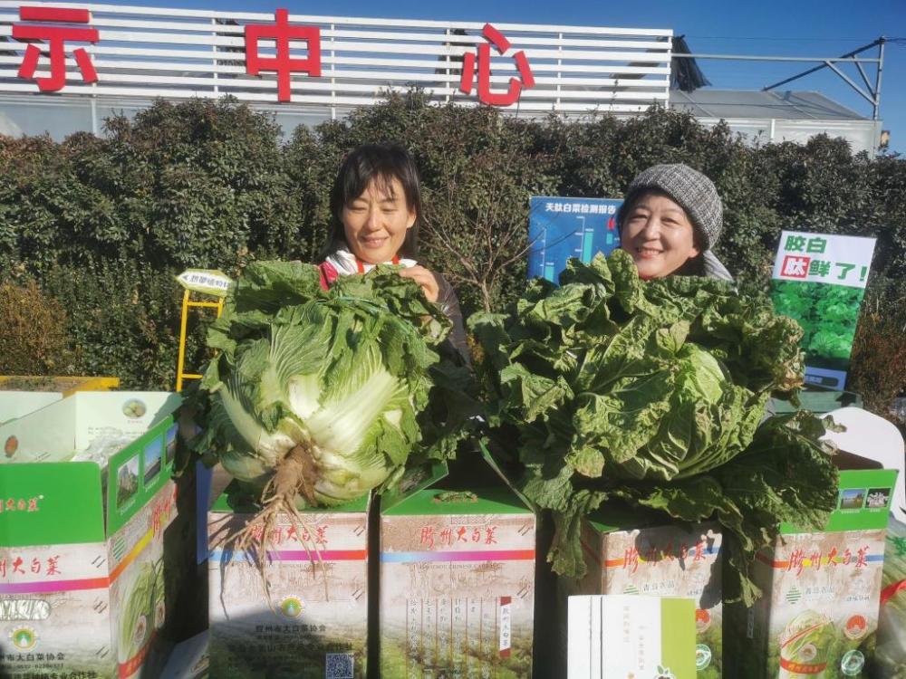 擦亮胶白品牌拓宽销售渠道推动国际布局胶州大白菜国际美食文化节开幕