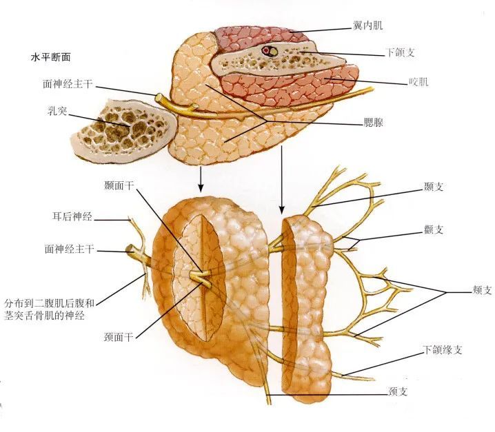 下頜緣支:分佈於下唇諸肌,頰支:3-4支,支配頰肌,口輪匝肌及其他口周圍