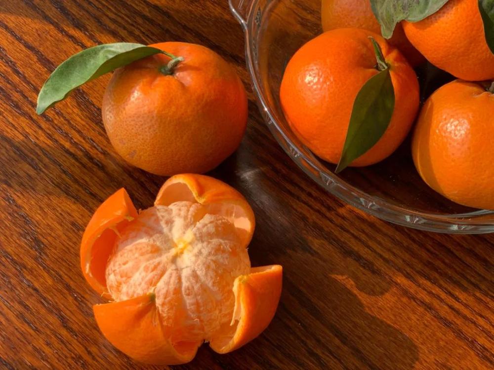 广州东涌正月大红柑采摘正当时