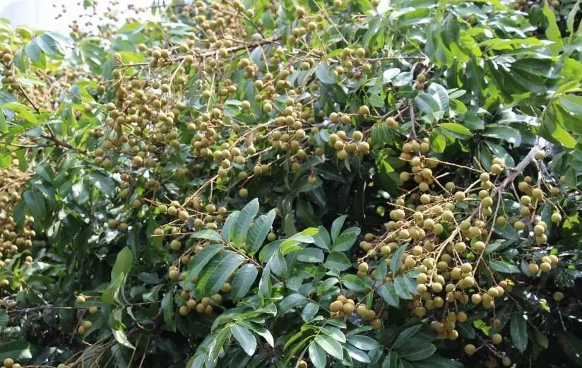 干货龙眼控冬梢技术