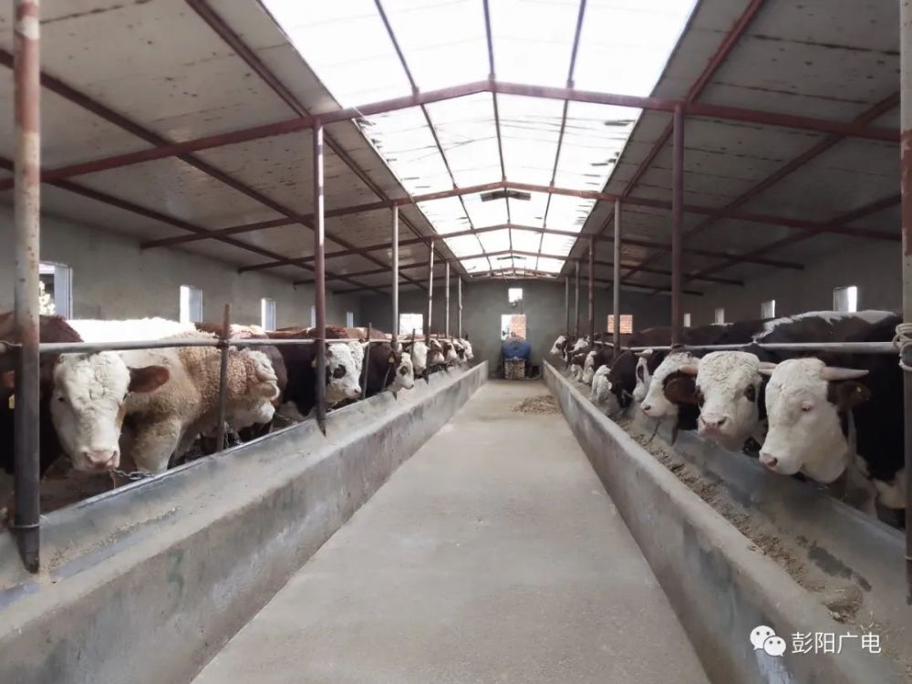 肉牛养殖合作社