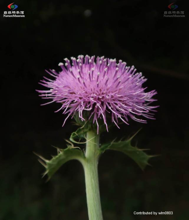 愛吃植物:薊 再好看也吃掉|野菜|中藥|刺兒菜|大薊|果實