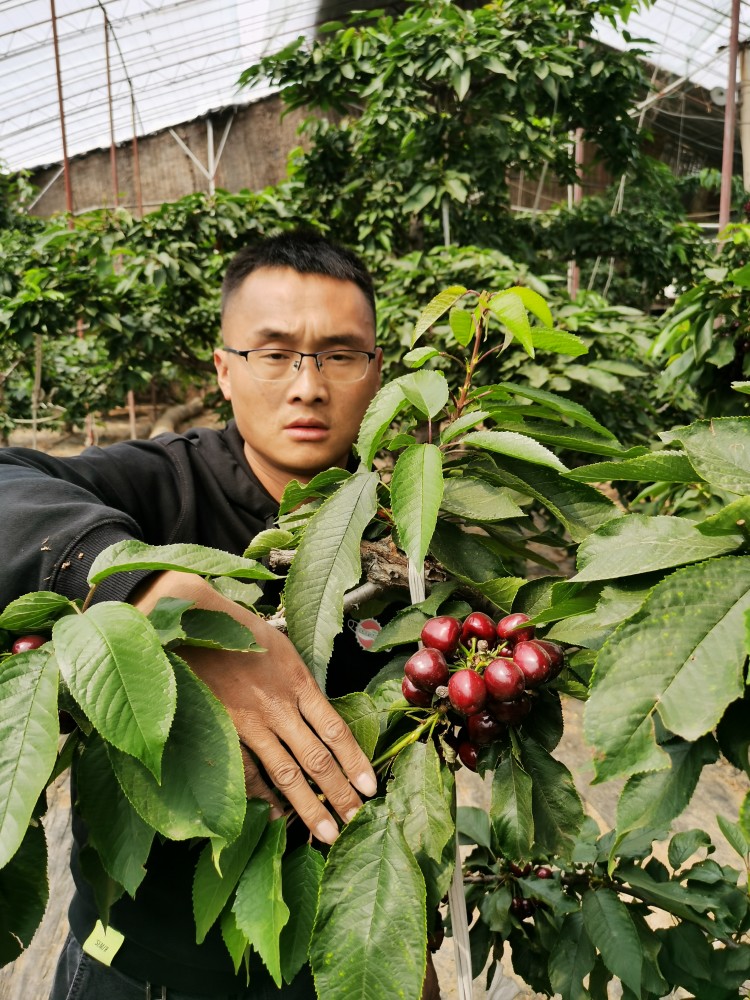 蜜泉大樱桃品种介绍图片