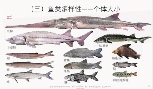 长江流域十年禁渔初显成效