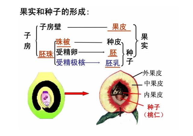 【初中生物】八年級生物重點圖示解析