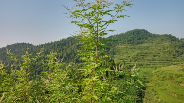 它有千年鋸不得板,萬年架不得橋的稱號,做盆景一棵賣1000元|黃荊木