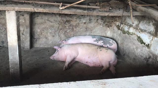 牛鞭,羊鞭都被当做美食,为何猪鞭没人吃?猪鞭都去哪了?