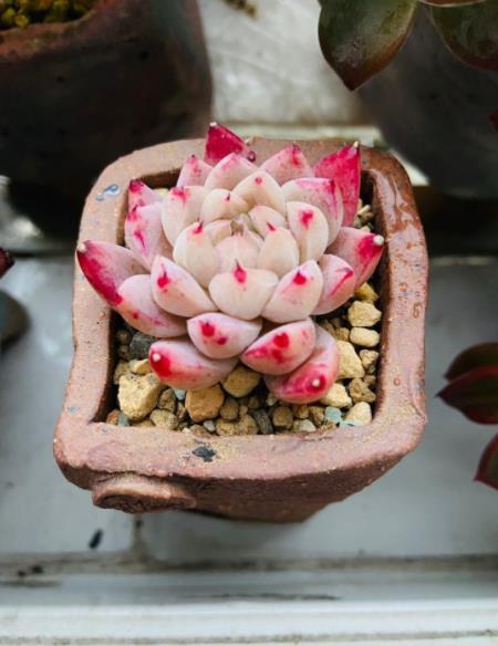 11月养盆多肉西施叶片粉嫩惹人爱养成群生肉墩子真美