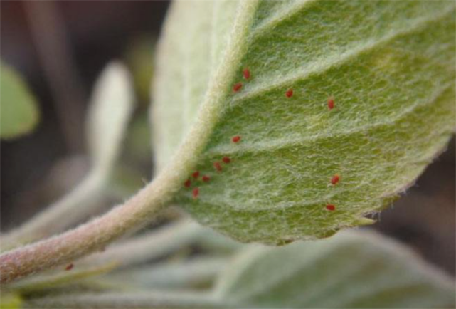 可以去除红蜘蛛,掌握正确原理,拐角思考问题